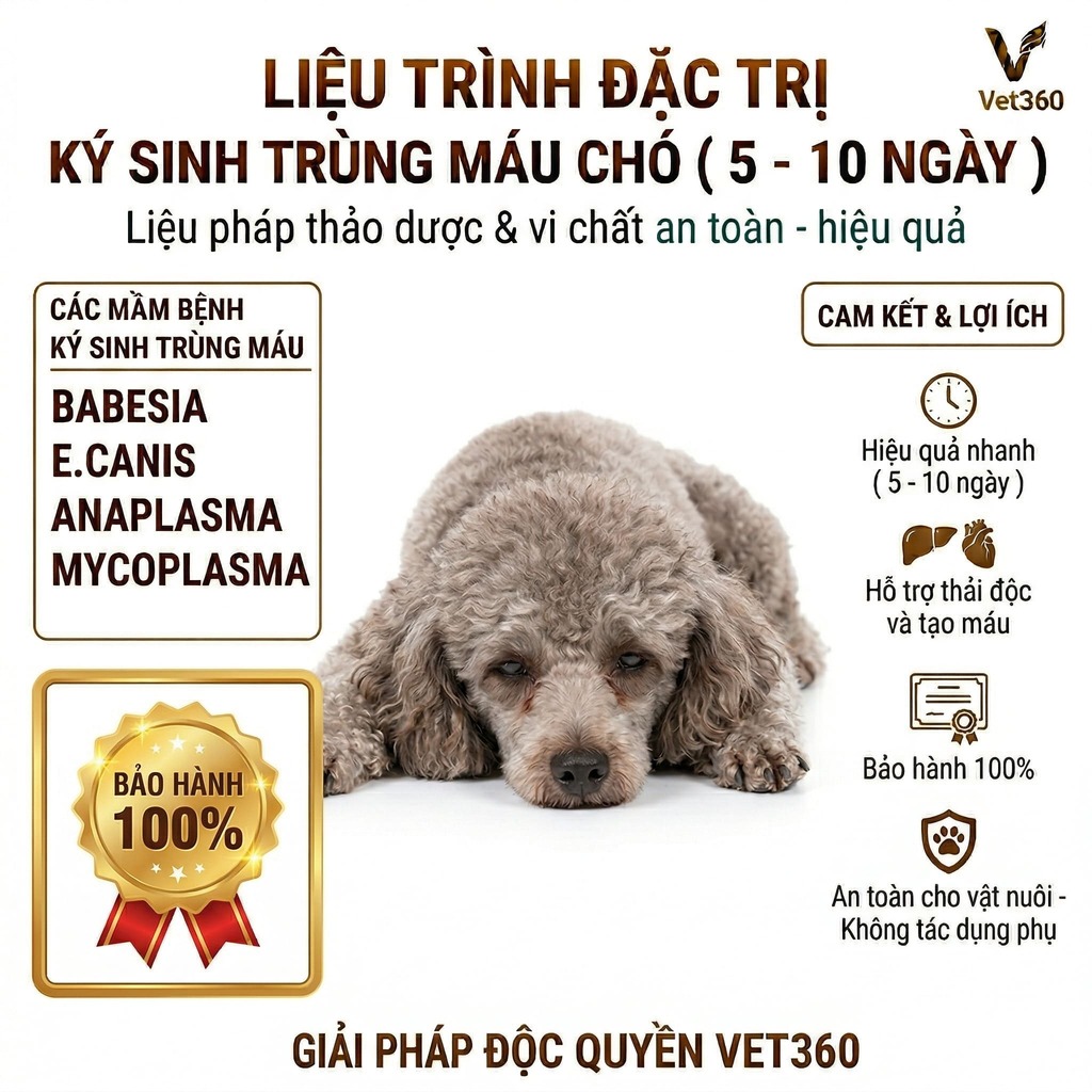 Liệu trình đặc trị bệnh ký sinh trùng máu cho chó mèo
