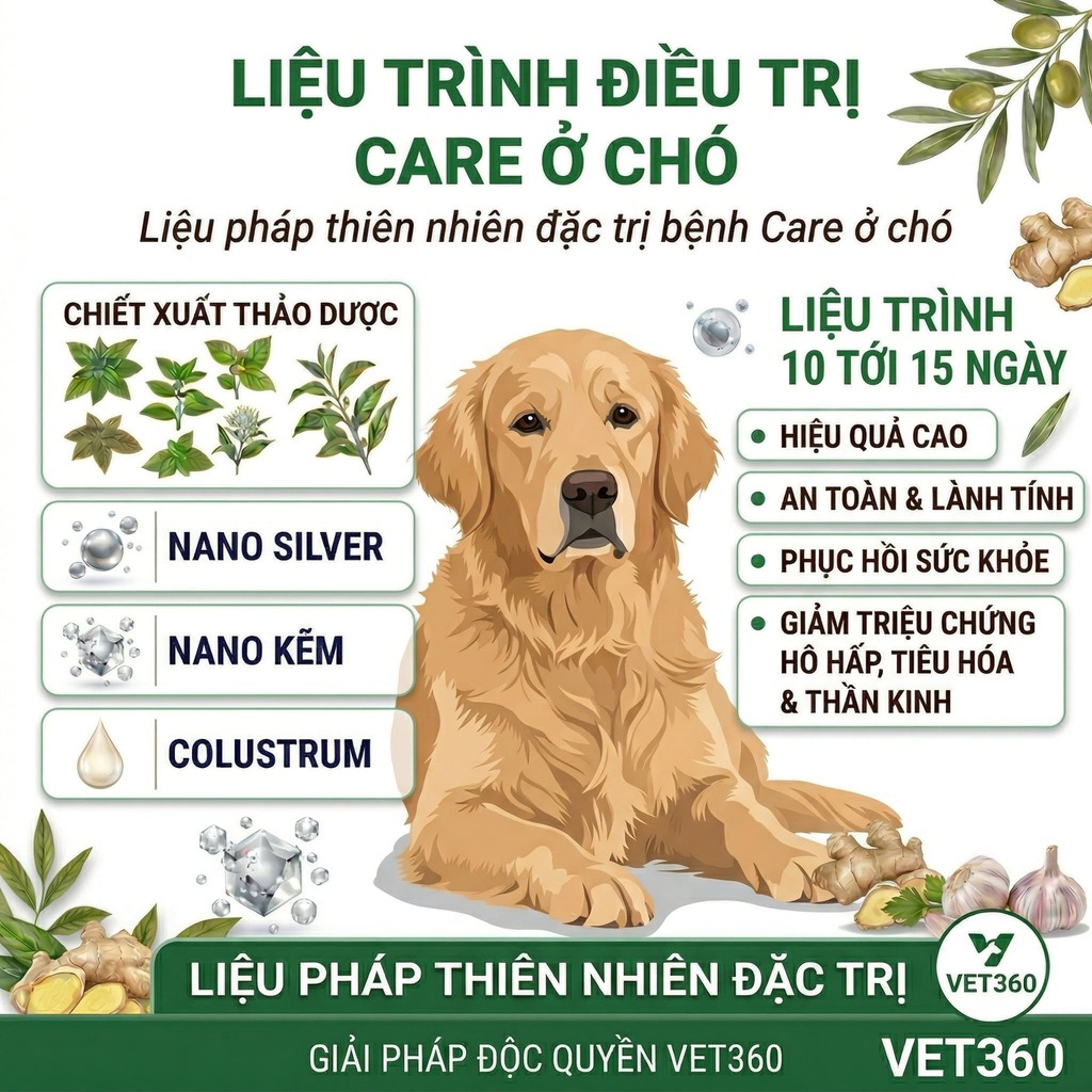Liệu trình điều trị bệnh care ở chó